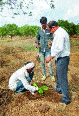 Jalna district has planted three and a half lakh saplings | जालना जिल्ह्यात साडेतीन लाख रोपांची लागवड Jalna district has planted three and a half lakh saplings | जालना जिल्ह्यात साडेतीन लाख रोपांची लागवड