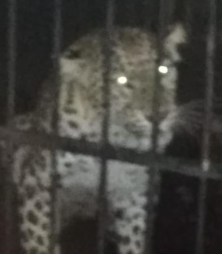 The nine-month-old baby's killer leopard is finally trapped in Chandrapur district | नऊ महिन्याच्या बालकाला पळवणारा बिबट्या अखेर जेरबंद