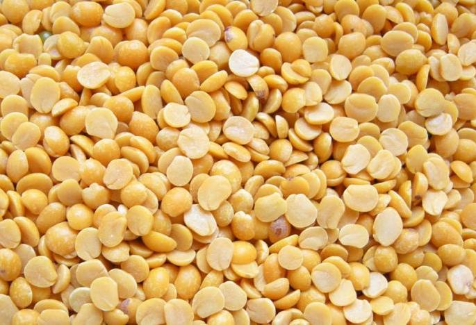 Less production of yellow split pigeon peas in Vidarbha, artificial price rise | विदर्भात तुरीचे उत्पादन कमी, कृत्रिम भाववाढ Less production of yellow split pigeon peas in Vidarbha, artificial price rise | विदर्भात तुरीचे उत्पादन कमी, कृत्रिम भाववाढ