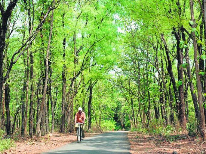 Government to go to Supreme Court; Disinvestment of shrub forests | सरकार जाणार सर्वोच्च न्यायालयात; झुडपी जंगलाचे निर्वनीकरण Government to go to Supreme Court; Disinvestment of shrub forests | सरकार जाणार सर्वोच्च न्यायालयात; झुडपी जंगलाचे निर्वनीकरण