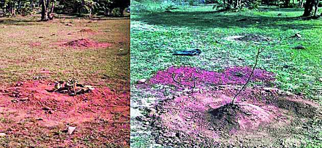 Bhandara Trees gets few milliliter water worth rs 13 lacs | भंडारा जिल्ह्यात १३ लाख खर्चून झाडांना केवळ घोटभर पाणी