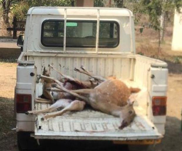 In Nagpur 5 wild animals killed by leopard | नागपुरात बिबट्याने केली ५ चितळ, ३ काळविटांसह एका चौसिंग्याची शिकार In Nagpur 5 wild animals killed by leopard | नागपुरात बिबट्याने केली ५ चितळ, ३ काळविटांसह एका चौसिंग्याची शिकार