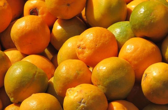 Spanish experts give Vidarbha orange growers lessons | स्पेनच्या विशेषज्ञांनी दिले विदर्भातील संत्रा उत्पादकांना धडे Spanish experts give Vidarbha orange growers lessons | स्पेनच्या विशेषज्ञांनी दिले विदर्भातील संत्रा उत्पादकांना धडे
