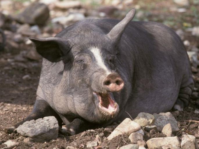 In the Bhandara district, Divyang Young fought against pig | भंडारा जिल्ह्यात दिव्यांग तरुणाने दिली रानडुकराशी झुंज In the Bhandara district, Divyang Young fought against pig | भंडारा जिल्ह्यात दिव्यांग तरुणाने दिली रानडुकराशी झुंज