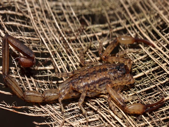 Discovery of a new species of scorpion from Pattankodoli area of Kolhapur district | कोल्हापुरात विंचवाच्या नवीन प्रदेशनिष्ठ प्रजातीचा शोध Discovery of a new species of scorpion from Pattankodoli area of Kolhapur district | कोल्हापुरात विंचवाच्या नवीन प्रदेशनिष्ठ प्रजातीचा शोध