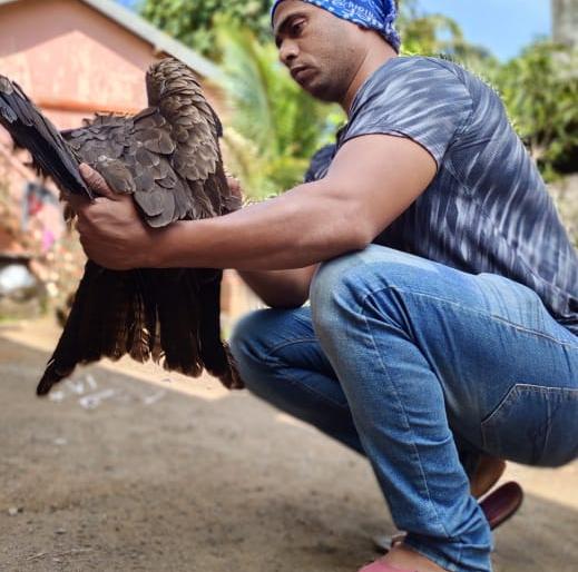 The doctor's force on the injured ghari's wing, took to the skies after the surgery | जखमी घारीच्या पंखाला डॉक्टरांचे बळ, शस्त्रक्रियेनंतर घेतली आकाशात झेप