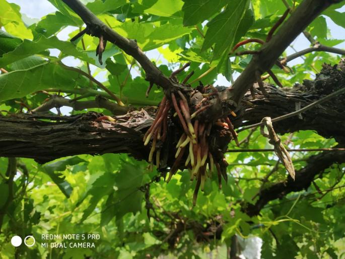 The horticulturists of Akalkot have broken their hips | अक्कलकोटमधील बागायतदारांचे कंबरडे मोडले The horticulturists of Akalkot have broken their hips | अक्कलकोटमधील बागायतदारांचे कंबरडे मोडले