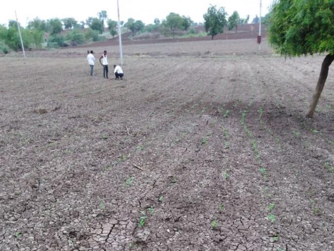 Soybean panchnama at a slow pace; Help Adhantri! | सोयाबीनचे पंचनामे संथ गतीने; मदत अधांतरी!