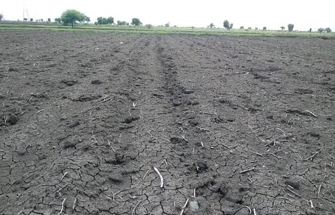 Double sowing on two thousand hectares in Buldana district | बुलडाणा जिल्ह्यात दोन हजार हेक्टरवर दुबार पेरणी Double sowing on two thousand hectares in Buldana district | बुलडाणा जिल्ह्यात दोन हजार हेक्टरवर दुबार पेरणी