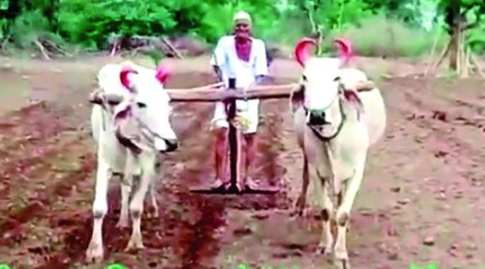 Age 98 years ... still farming! | वय वर्ष ९८...अजूनही कसतात शेती! Age 98 years ... still farming! | वय वर्ष ९८...अजूनही कसतात शेती!