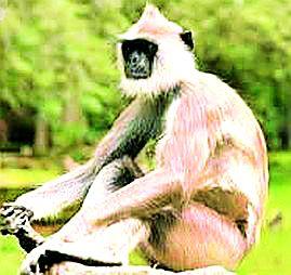 Monkey boycott by boycott | माकडाने ढकलल्याने मुलाचा मृत्यू Monkey boycott by boycott | माकडाने ढकलल्याने मुलाचा मृत्यू