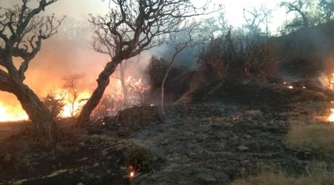 The forest fire was brought under control by the forest workers during the night | तहानेने जीव व्याकूळ झाला तरी 'त्यांनी' रात्रभर जागून विझवली जंगलातील आग The forest fire was brought under control by the forest workers during the night | तहानेने जीव व्याकूळ झाला तरी 'त्यांनी' रात्रभर जागून विझवली जंगलातील आग