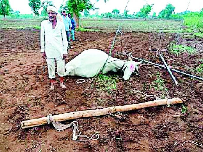 Electricity touched the star and killed the ox on the spot | वीज ताराला स्पर्श होऊन बैल जागीच ठार