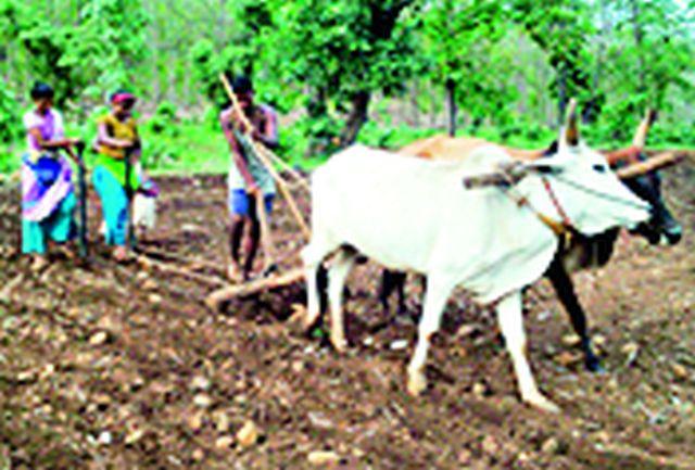 Sowing of 80 per cent, loan disbursement of only 21 per cent | पेरणी ८० टक्के, कर्जवाटप मात्र २१ टक्केच Sowing of 80 per cent, loan disbursement of only 21 per cent | पेरणी ८० टक्के, कर्जवाटप मात्र २१ टक्केच