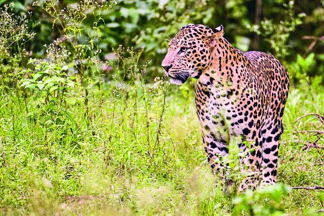 Be careful: four idiots in Indo Public School area! | सावधान : इंडो पब्लिक स्कूल परिसरात चार बिबट!