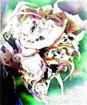 BT's genetic potential decreases after 120 days | १२० दिवसांनंतर बीटीच्या जनुकीय शक्तीत कमी BT's genetic potential decreases after 120 days | १२० दिवसांनंतर बीटीच्या जनुकीय शक्तीत कमी