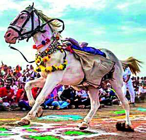 The charm of deafness that will be the Mauli's horse | माऊलीचे अश्व ठरणार बहिरमचे आकर्षण The charm of deafness that will be the Mauli's horse | माऊलीचे अश्व ठरणार बहिरमचे आकर्षण