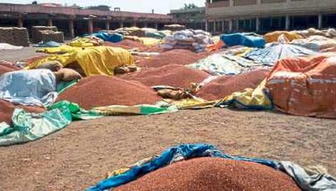 Registration of 499 farmers for Turi | तुरीसाठी ३०९७ शेतकऱ्यांची नोंदणी Registration of 499 farmers for Turi | तुरीसाठी ३०९७ शेतकऱ्यांची नोंदणी