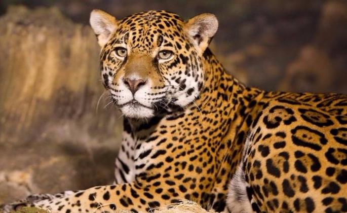 Ambabogai area leopard pact? | अंबाजोगाई परिसरात बिबट्या मुक्कामी ? Ambabogai area leopard pact? | अंबाजोगाई परिसरात बिबट्या मुक्कामी ?