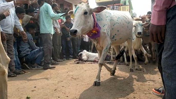 Two hundred cows ran over the body of 'that' cowherd; Unique Diwali tradition in Bhandara district | 'त्या' गुराख्याच्या अंगावरून धावत गेल्या तब्बल दोनशे गायी; भंडारा जिल्ह्यातील अनोखी दिवाळी परंपरा Two hundred cows ran over the body of 'that' cowherd; Unique Diwali tradition in Bhandara district | 'त्या' गुराख्याच्या अंगावरून धावत गेल्या तब्बल दोनशे गायी; भंडारा जिल्ह्यातील अनोखी दिवाळी परंपरा