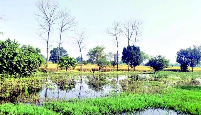 Gose's backwater farm, no pay for three years | गोसेचे बॅकवॉटर शेतात, तीन वर्षांपासून मोबदला नाही