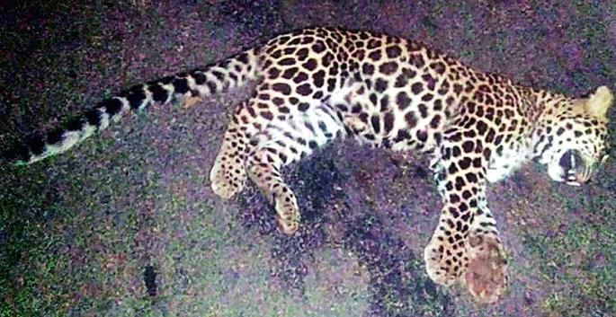 Leopard calf killed in vehicle collision | वाहनाच्या धडकेत बिबटाचा बछडा ठार Leopard calf killed in vehicle collision | वाहनाच्या धडकेत बिबटाचा बछडा ठार
