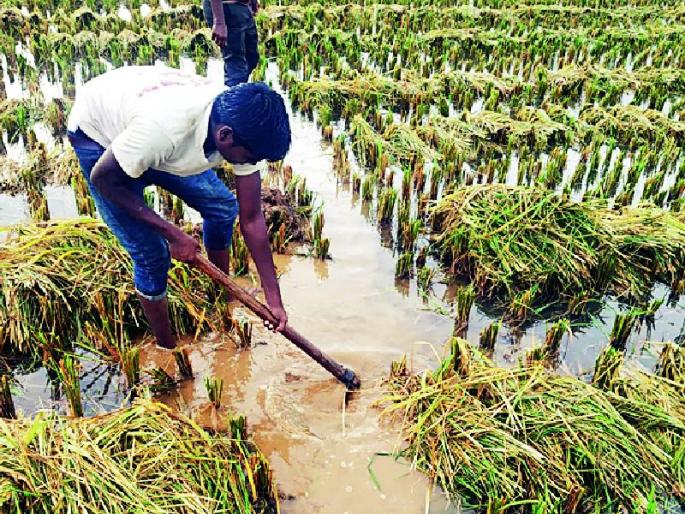 Only five thousand hectares surveyed in the district | जिल्ह्यात केवळ पाच हजार हेक्टरचे सर्वेक्षण Only five thousand hectares surveyed in the district | जिल्ह्यात केवळ पाच हजार हेक्टरचे सर्वेक्षण