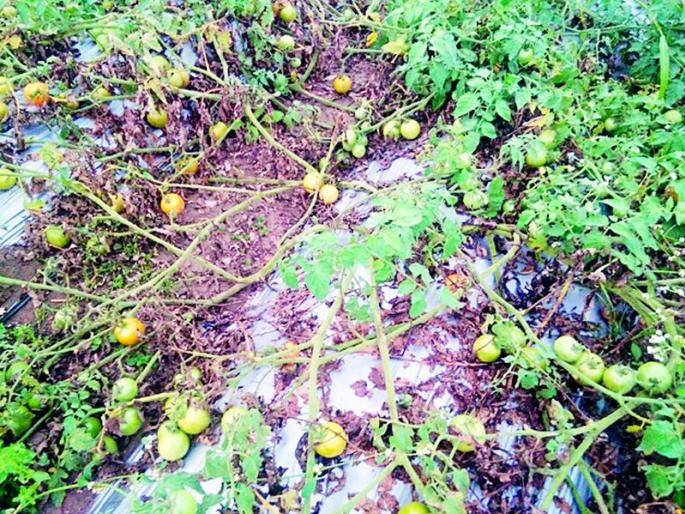 Two villages hit by rains in Tumsar taluka | तुमसर तालुक्यात अवकाळी पावसाचा दोनच गावांना फटका! Two villages hit by rains in Tumsar taluka | तुमसर तालुक्यात अवकाळी पावसाचा दोनच गावांना फटका!