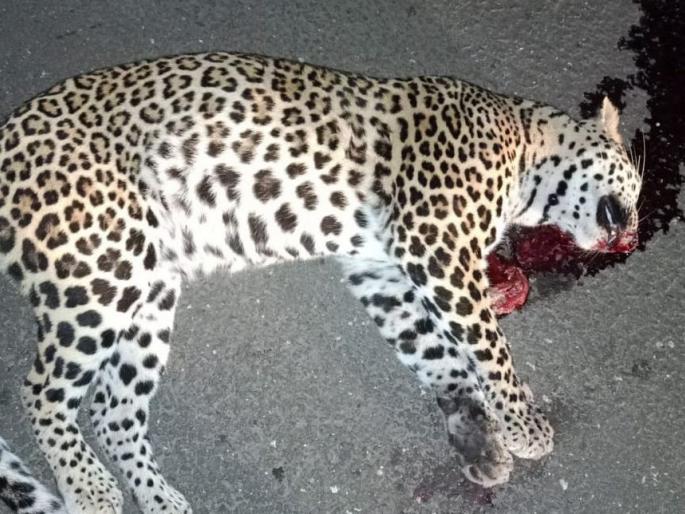 Gonde Phata: A leopard was killed on the spot in a vehicle collision | गोंदे फाटा : वाहनाच्या धडकेत बिबट्या जागीच ठार Gonde Phata: A leopard was killed on the spot in a vehicle collision | गोंदे फाटा : वाहनाच्या धडकेत बिबट्या जागीच ठार