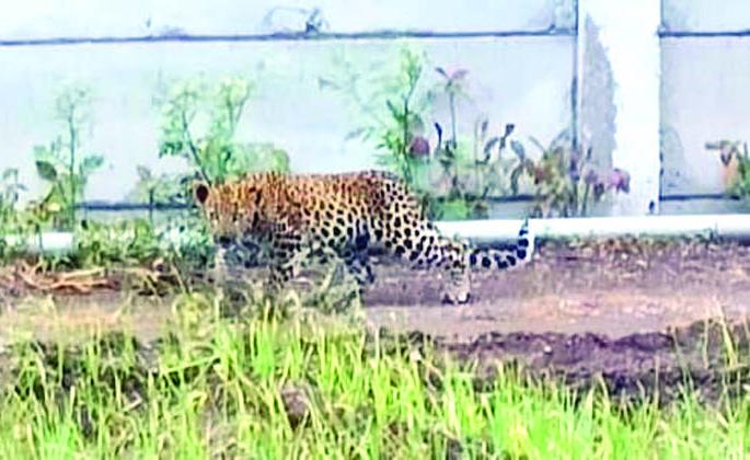 Leopard panic among farmers; Back to the field! | शेतकऱ्यांत बिबट्याची दहशत; शेताकडे फिरविली पाठ! Leopard panic among farmers; Back to the field! | शेतकऱ्यांत बिबट्याची दहशत; शेताकडे फिरविली पाठ!