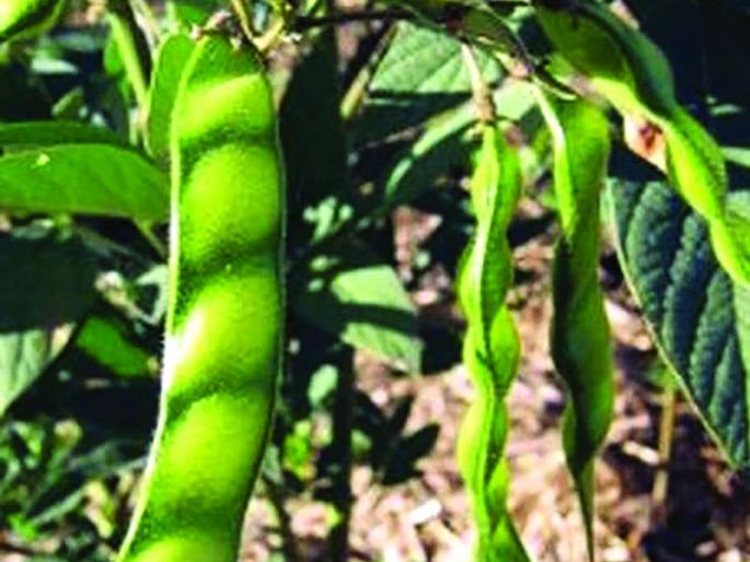 Old season tours, green grants come in the new season | जुन्या हंगामातील तूर, हरभऱ्याचे अनुदान आले नव्या हंगामात Old season tours, green grants come in the new season | जुन्या हंगामातील तूर, हरभऱ्याचे अनुदान आले नव्या हंगामात