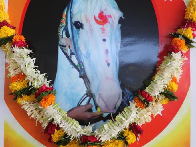 Kodolit program in Satara, a year of horses | साताऱ्यात चक्क घोड्याचे वर्षश्राद्ध, कोडोलीत कार्यक्रम Kodolit program in Satara, a year of horses | साताऱ्यात चक्क घोड्याचे वर्षश्राद्ध, कोडोलीत कार्यक्रम