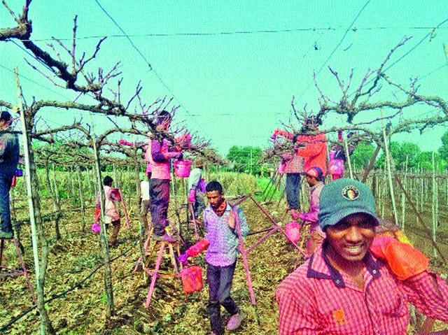 Prices for grape egg charging | द्राक्षबागांच्या आॅक्टोबर छाटणीला वेग Prices for grape egg charging | द्राक्षबागांच्या आॅक्टोबर छाटणीला वेग