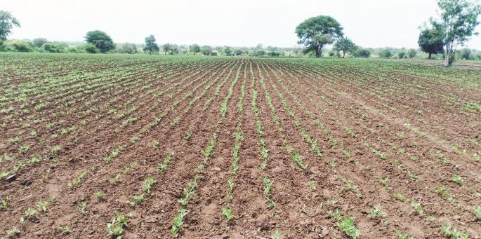 11% deficit in rainfall in Buldana district; The crisis of double sowing is dark | बुलडाणा जिल्ह्यात पावसाची ११ टक्के तुट; दुबार पेरणीचे संकट गडद