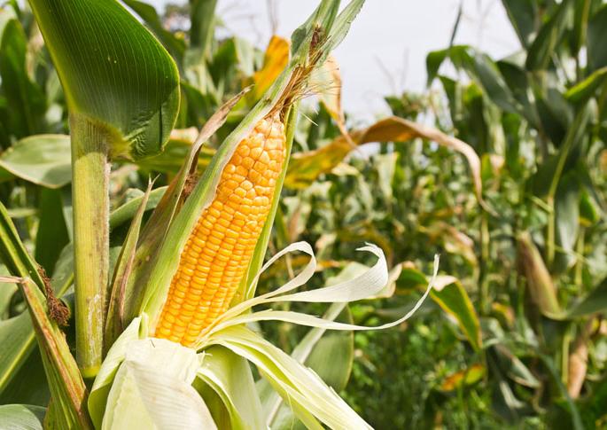 Agriculture accounts desperate ahead of maize military | मक्याच्या लष्करी अळीपुढे कृषी खाते हतबल Agriculture accounts desperate ahead of maize military | मक्याच्या लष्करी अळीपुढे कृषी खाते हतबल