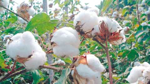 This year, 50 cotton centers have been established by the Kapoas Panan Mahasangh | कापूस पणन महासंघातर्फे यंदा ५० खरेदी केंद्र  This year, 50 cotton centers have been established by the Kapoas Panan Mahasangh | कापूस पणन महासंघातर्फे यंदा ५० खरेदी केंद्र
