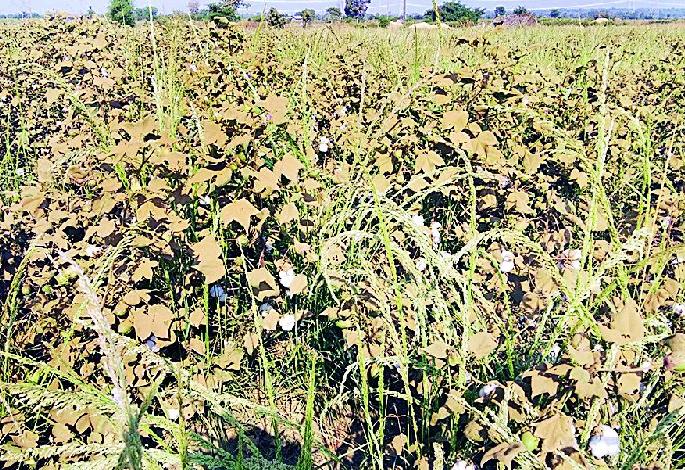Due to the dirt, the crops have not blackened | मार्गावरील धुळीने पिके काळवंडली Due to the dirt, the crops have not blackened | मार्गावरील धुळीने पिके काळवंडली