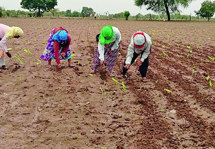 Accelerate inter-cultivation work in the district | जिल्ह्यात आंतर मशागतीच्या कामाला वेग