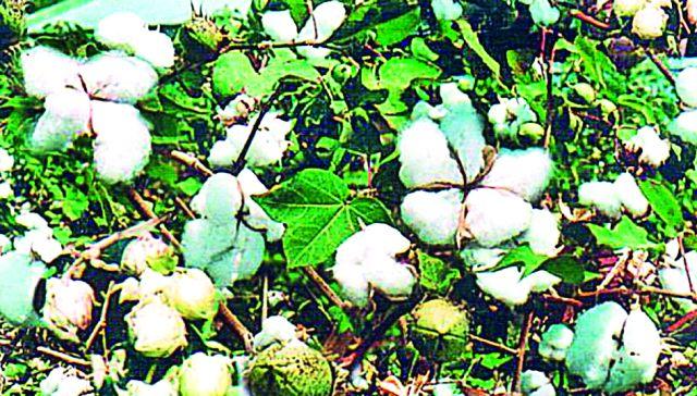 Insurance of Rs. 43.52 crores for 24 thousand farmers | २४ हजार शेतकऱ्यांना ४३.५२ कोटींचा विमा Insurance of Rs. 43.52 crores for 24 thousand farmers | २४ हजार शेतकऱ्यांना ४३.५२ कोटींचा विमा