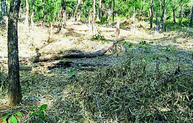Harvesting of bamboo root in the forest | जंगलातील बांबूची मुळासकट कटाई Harvesting of bamboo root in the forest | जंगलातील बांबूची मुळासकट कटाई