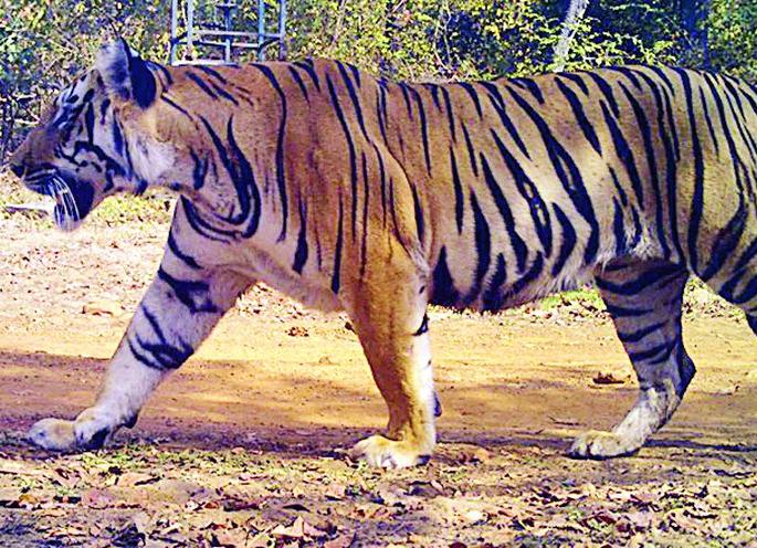 Waterfalls are marked by tourists | झरणीची ऐट पर्यटकांना खुणावतेय