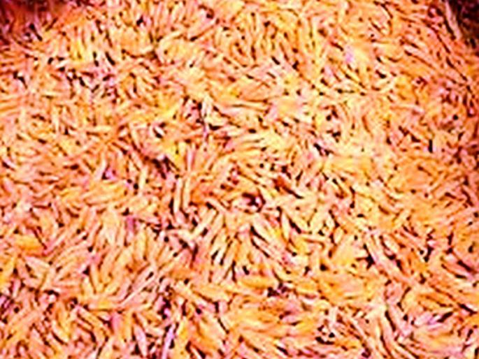 Farmers' dreams shattered by the unloading of grain | धानाच्या उतारीने शेतकऱ्यांच्या स्वप्नांचा चुराडा Farmers' dreams shattered by the unloading of grain | धानाच्या उतारीने शेतकऱ्यांच्या स्वप्नांचा चुराडा