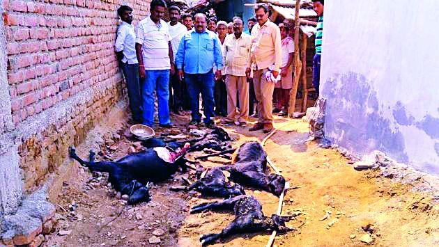 Six months later, Leopard attacks | शिर्शीत सहा महिन्यांनी पुन्हा बिबट्याचा हल्ला Six months later, Leopard attacks | शिर्शीत सहा महिन्यांनी पुन्हा बिबट्याचा हल्ला