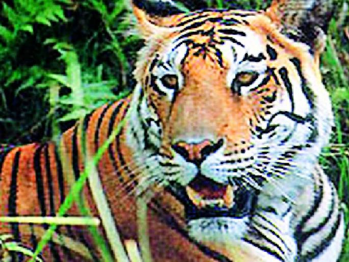 Women refuse to scrub cotton for fear of tigers | वाघाच्या भीतीने कापूस वेचणीसाठी महिलांचा नकार