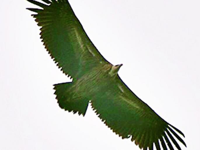 Himalayan vultures in the Lalpeth Mana hill area | लालपेठ माना टेकडी भागात हिमालयीन गिधाड Himalayan vultures in the Lalpeth Mana hill area | लालपेठ माना टेकडी भागात हिमालयीन गिधाड