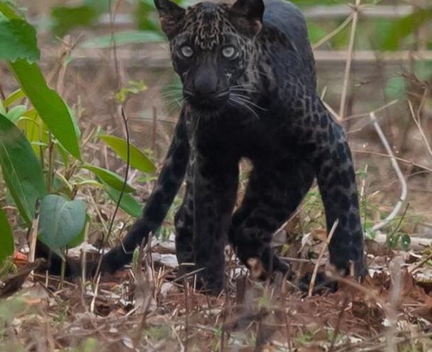 AtTadoba black leopard reappears ... | ताडोबात काळ्या बिबट्याचे पुन्हा झाले दर्शन...