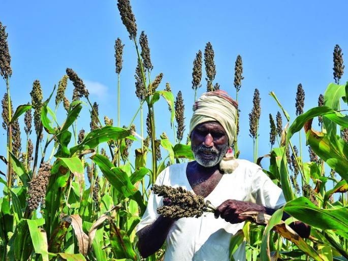 Crop loss Panchnama of 2.17 lakh farmers in Akola district! | अकोला जिल्ह्यात २.१७ लाख शेतकऱ्यांच्या पीक नुकसानाचे पंचनामे! Crop loss Panchnama of 2.17 lakh farmers in Akola district! | अकोला जिल्ह्यात २.१७ लाख शेतकऱ्यांच्या पीक नुकसानाचे पंचनामे!