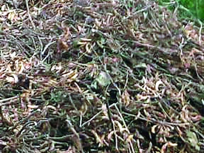 Women farmers unconscious after seeing soybeans loss | लोकमत बांधावर : सोयाबीनला कोंब पाहून महिला शेतकरी बेशुद्ध