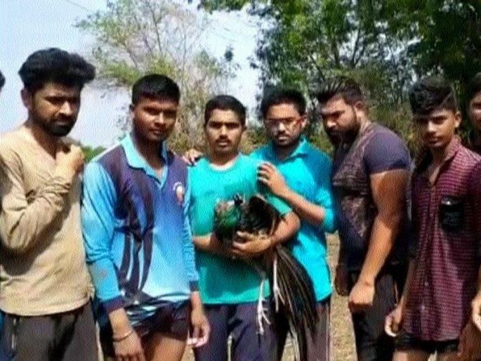 The youth saved the life of the peacock | युवकांनी वाचविले मोराचे प्राण The youth saved the life of the peacock | युवकांनी वाचविले मोराचे प्राण