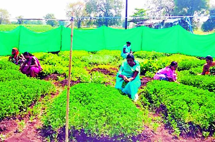 'Hope' for women empowerment in rural areas | ग्रामीण भागातील सक्षमीकरणाची महिलांना ‘उमेद’ 'Hope' for women empowerment in rural areas | ग्रामीण भागातील सक्षमीकरणाची महिलांना ‘उमेद’